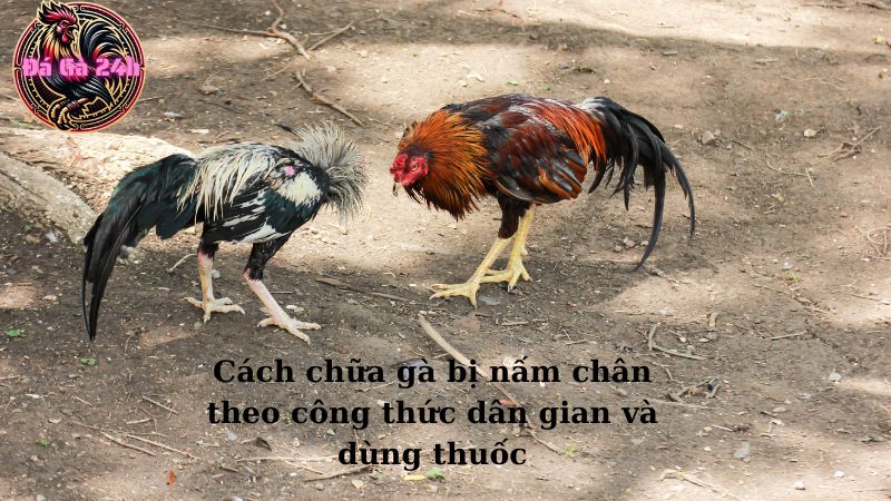 Cách chữa gà bị nấm chân theo công thức dân gian và dùng thuốc