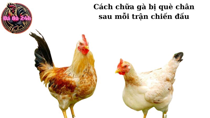 Cách chữa gà bị què chân sau mỗi trận chiến đấu