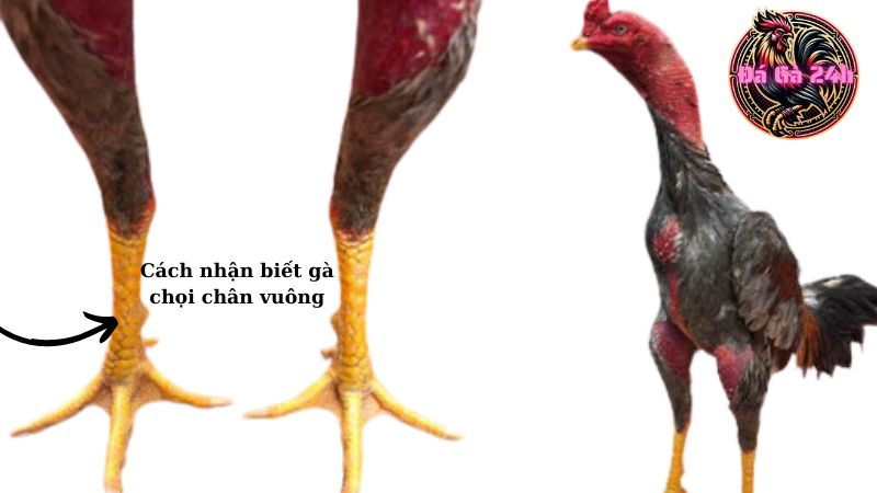 Cách nhận biết gà chọi chân vuông