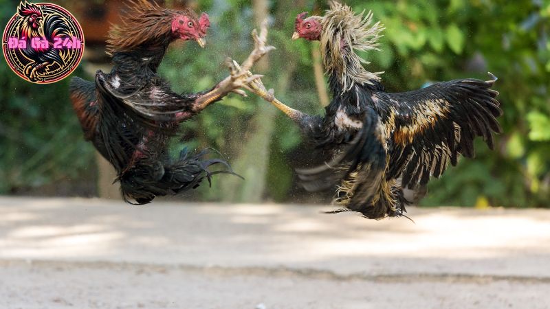 Cách xem tướng gà đá đoán đòn lối có ý nghĩa gì?