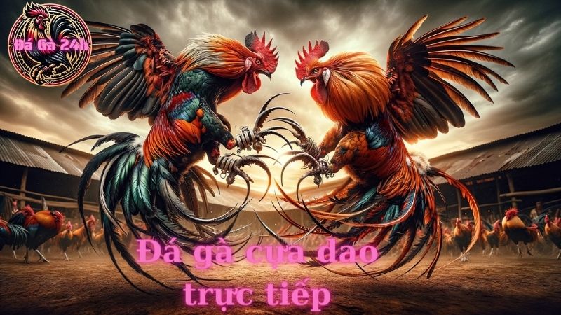 Đá gà cựa dao trực tiếp