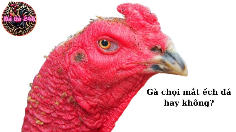 Gà chọi mắt ếch đá hay không?