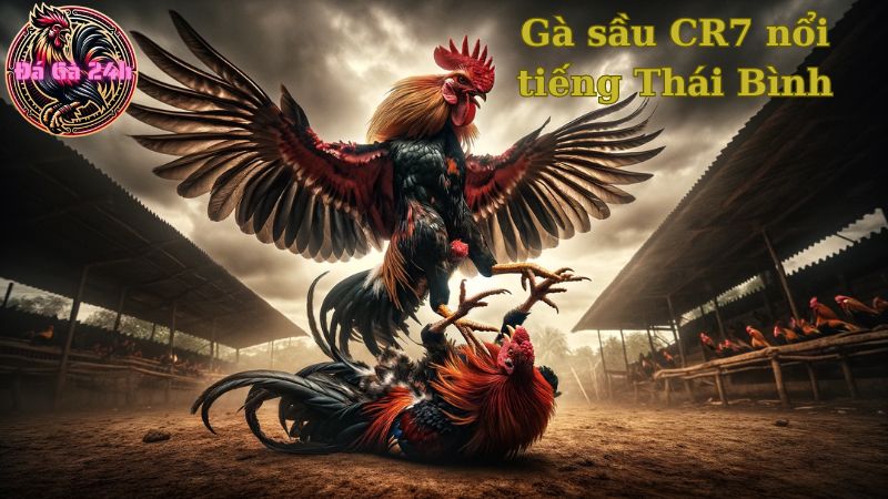 Gà sầu CR7 nổi tiếng Thái Bình