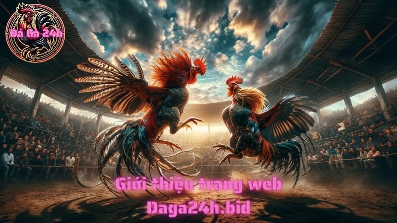 Giới thiệu trang web Daga24h.bid - đá gà trực tiếp