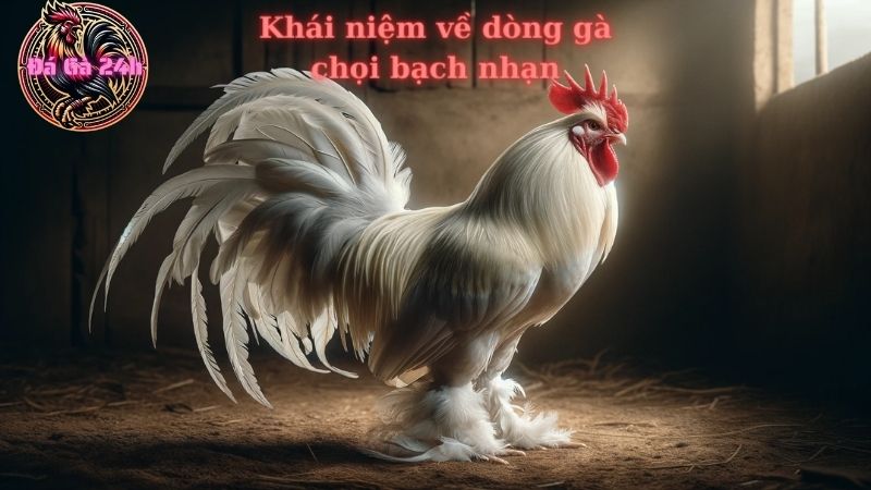 Khái niệm về dòng gà chọi bạch nhạn