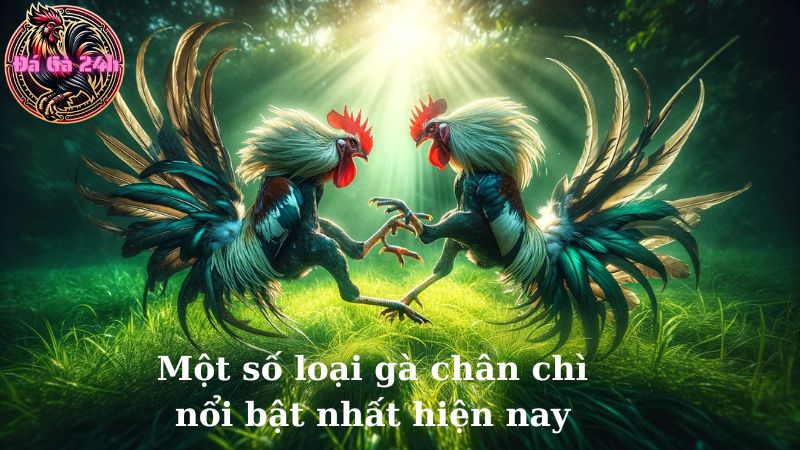 Một số loại gà chân chì nổi bật nhất hiện nay