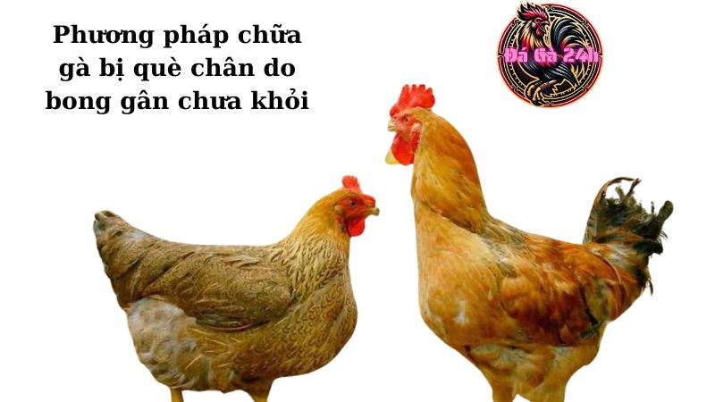 Phương pháp chữa gà bị què chân do bong gân chưa khỏi