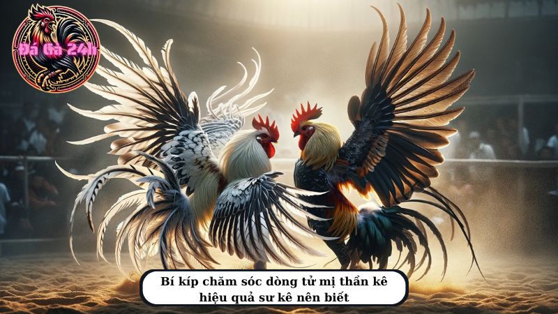 Bí kíp chăm sóc dòng tử mị thần kê hiệu quả sư kê nên biết