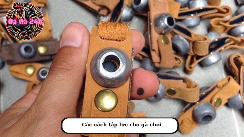 Các cách tập lực cho gà chọi