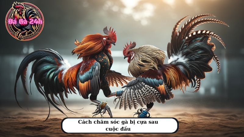 Cách chăm sóc gà bị cựa sau cuộc đấu