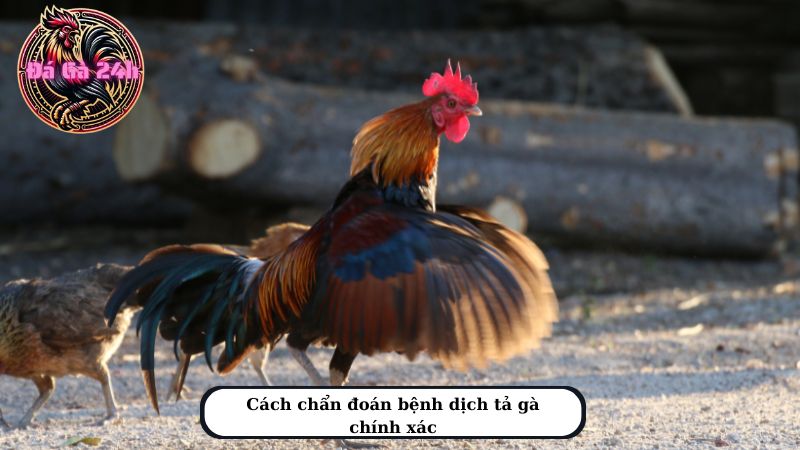 Cách chẩn đoán bệnh dịch tả gà chính xác