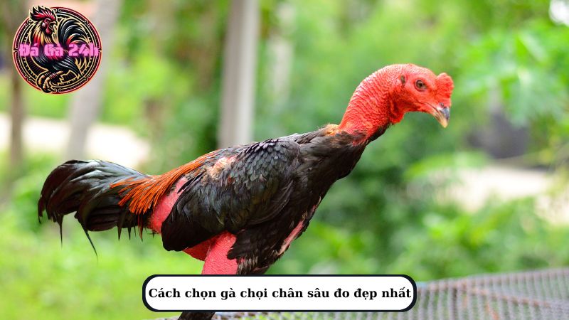 Cách chọn gà chọi chân sâu đo đẹp nhất