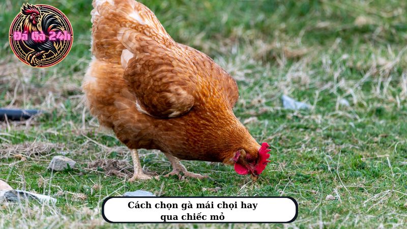 Cách chọn gà mái chọi hay qua chiếc mỏ