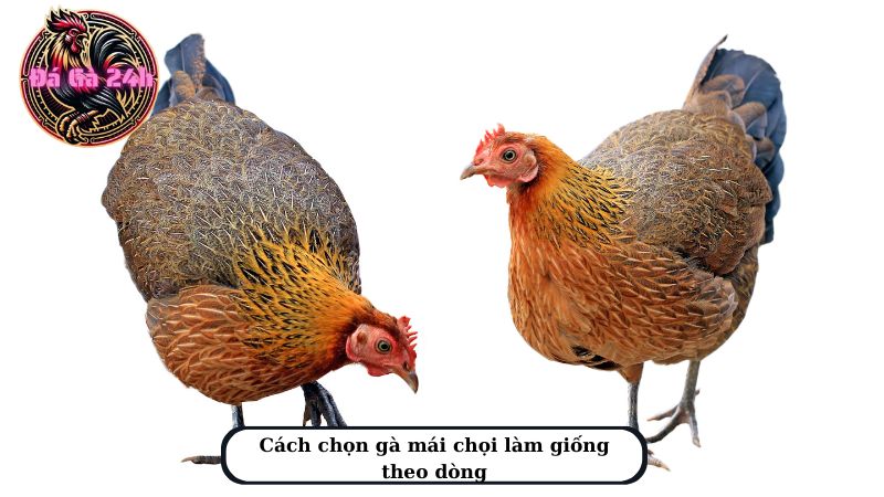 Cách chọn gà mái chọi làm giống theo dòng