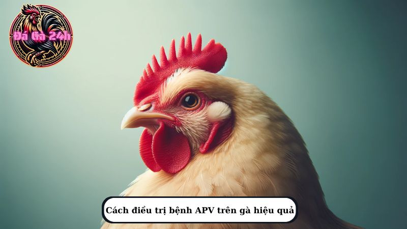 Cách điều trị bệnh APV trên gà hiệu quả