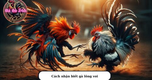 Gà lông voi có được mệnh danh là chiến kê trăm trận trăm thắng không?