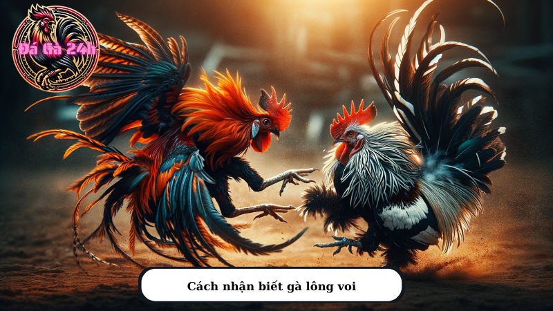 Cách nhận biết gà lông voi