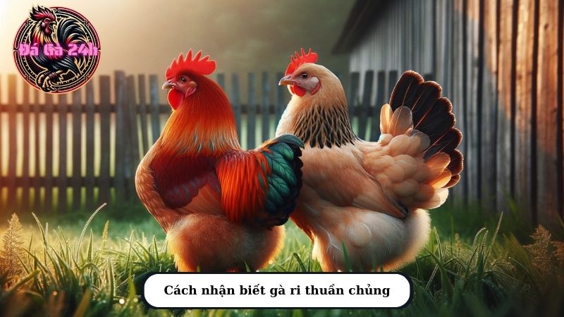 Cách nhận biết gà ri thuần chủng