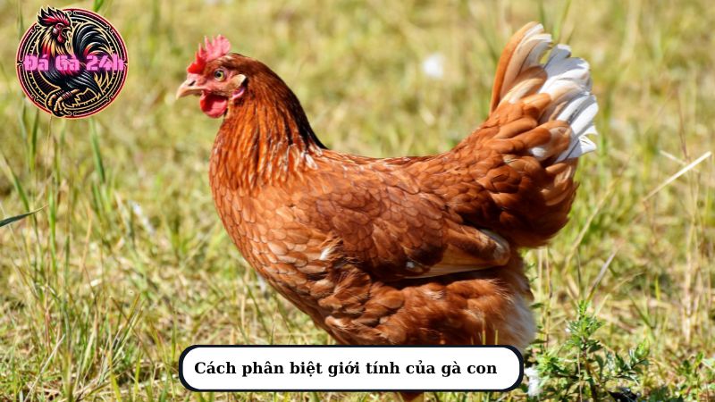 Cách phân biệt giới tính của gà con