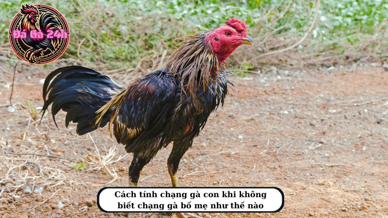 Cách tính chạng gà con khi không biết chạng gà bố mẹ như thế nào