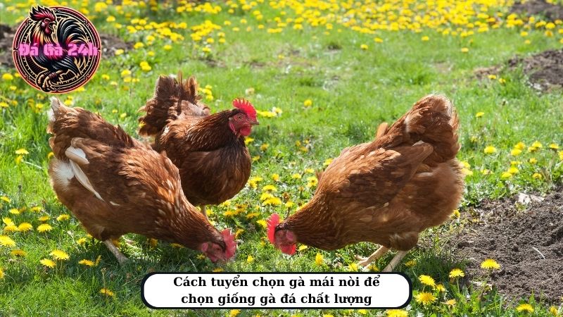 Cách tuyển chọn gà mái nòi để chọn giống gà đá chất lượng