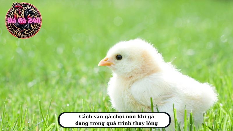 Cách vần gà chọi non khi gà đang trong quá trình thay lông