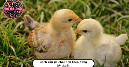 Hướng dẫn cách vần gà chọi non đánh đâu thắng đó