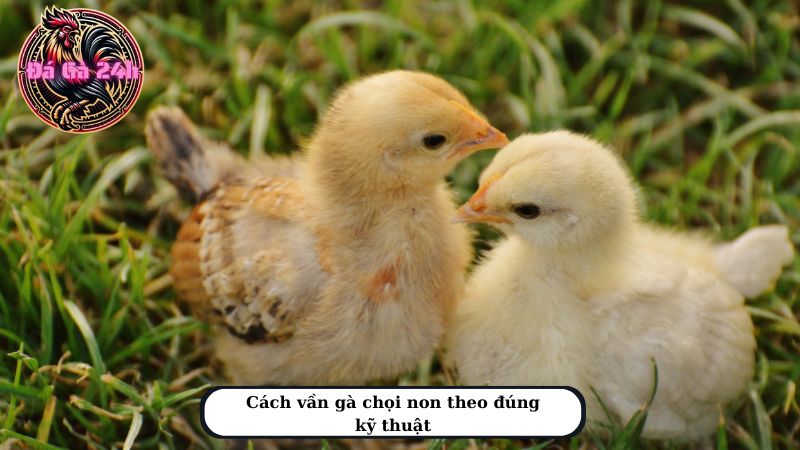 Cách vần gà chọi non theo đúng kỹ thuật