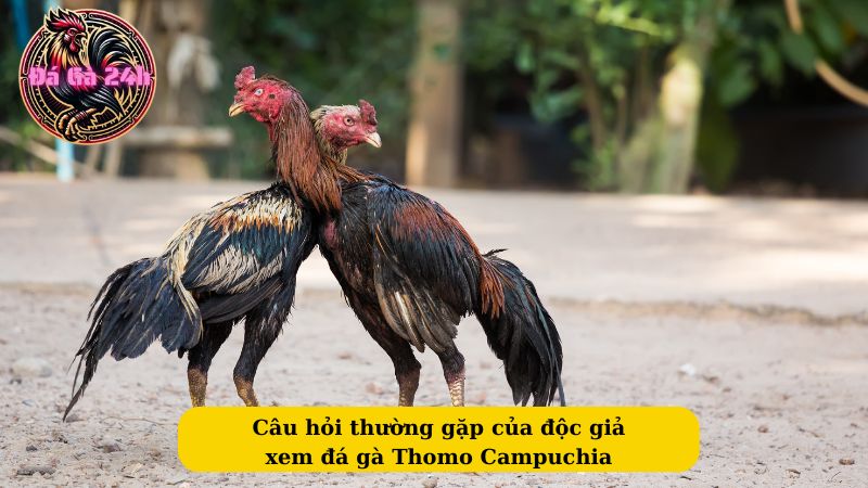 Câu hỏi thường gặp của độc giả xem đá gà Thomo Campuchia