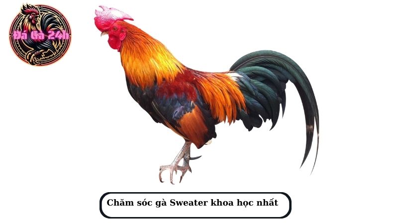 Chăm sóc gà Sweater khoa học nhất