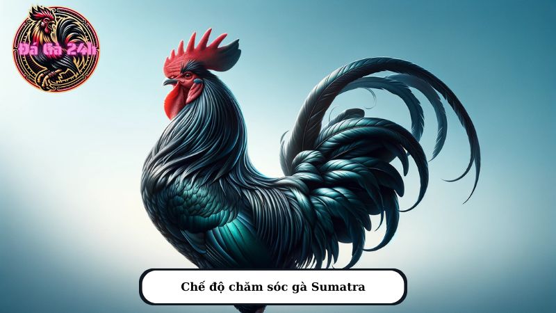 Chế độ chăm sóc gà Sumatra