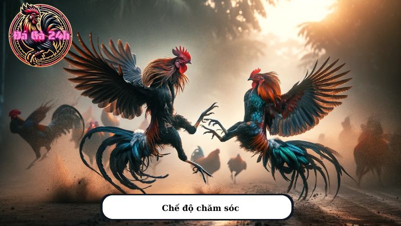 Chế độ chăm sóc