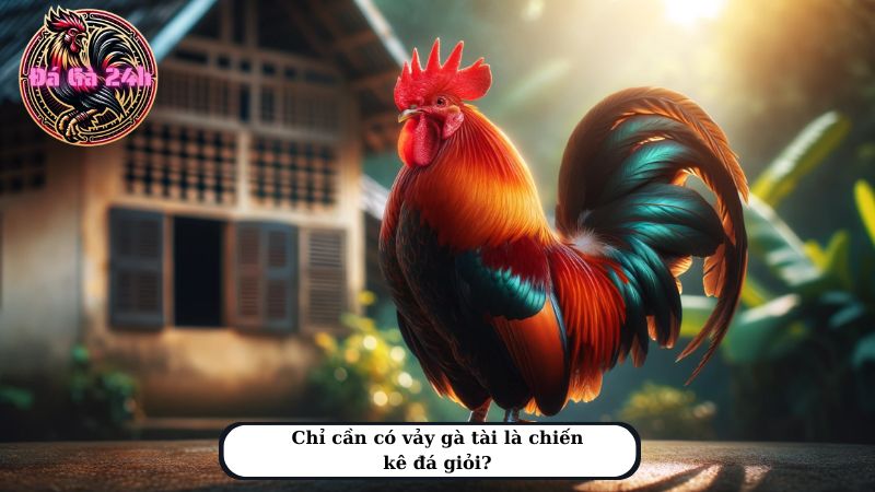 Chỉ cần có vảy gà tài là chiến kê đá giỏi?