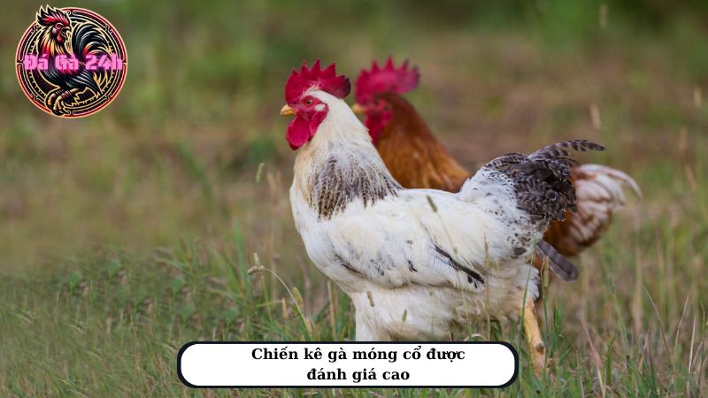 Chiến kê gà móng cổ được đánh giá cao