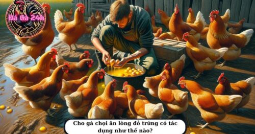 Cho gà chọi ăn lòng đỏ trứng gà có tác dụng gì?