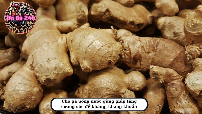 Cho gà uống nước gừng giúp tăng cường sức đề kháng, kháng khuẩn