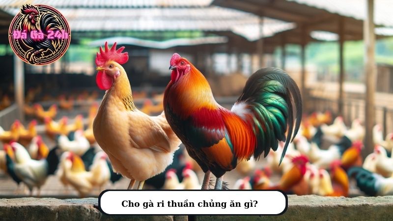 Cho gà ri thuần chủng ăn gì?