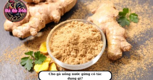 Công dụng cho gà uống nước gừng và lưu ý cần biết