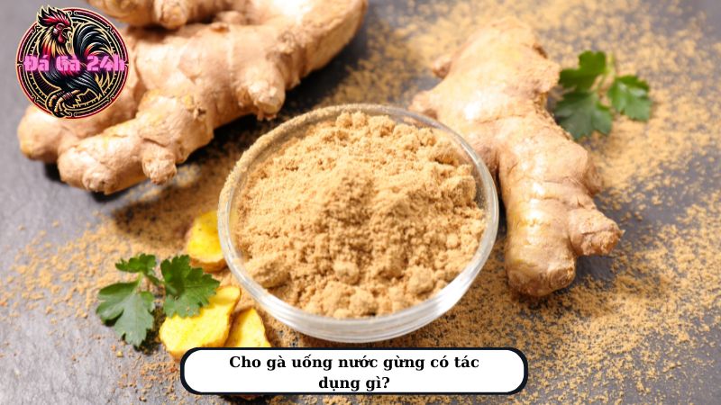 Cho gà uống nước gừng có tác dụng gì?