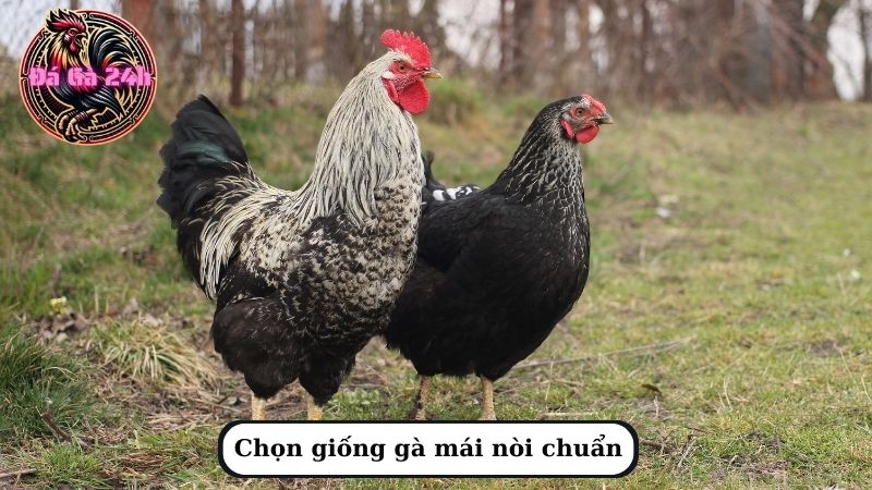 Chọn giống gà mái nòi chuẩn 