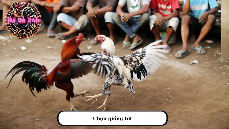 Chọn giống tốt