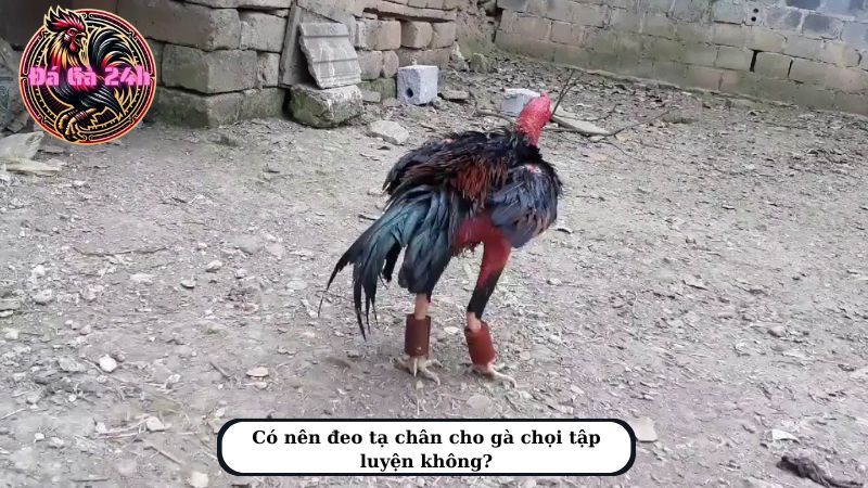 Có nên đeo tạ chân cho gà chọi tập luyện không?