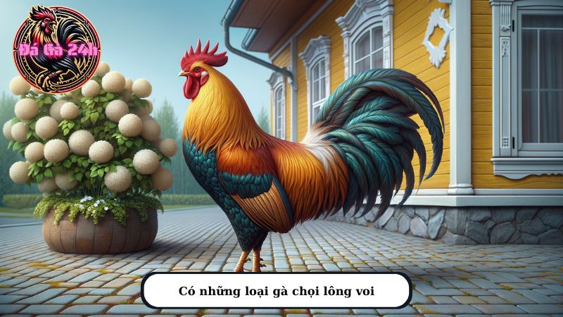 Có những loại gà chọi lông voi