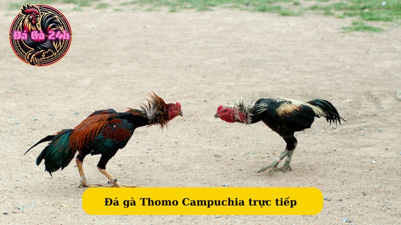 Đá gà Thomo Campuchia trực tiếp