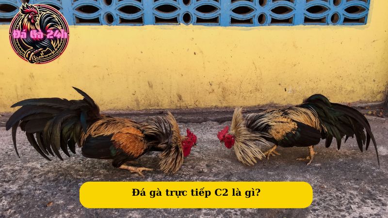 Đá gà trực tiếp C2 là gì?