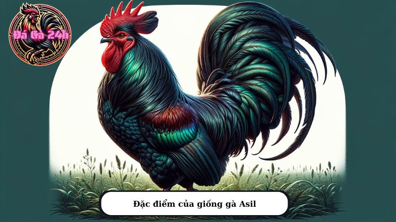 Đặc điểm của giống gà Asil