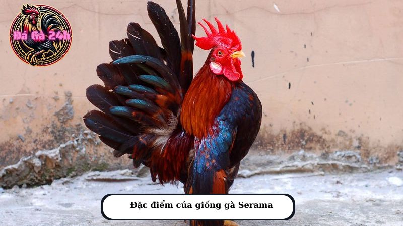 Đặc điểm của giống gà Serama