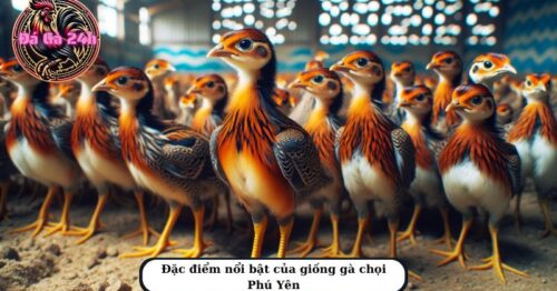 Gà chọi phú yên là gì? Top 3 chiến kê nổi tiếng