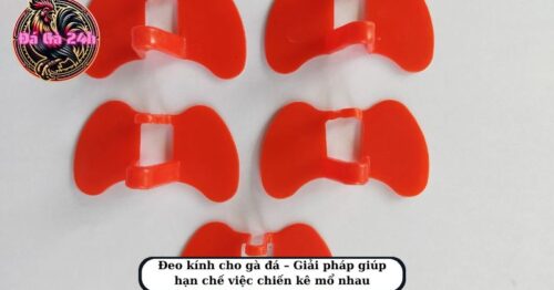 Hướng dẫn kỹ thuật đeo kính cho gà mang đến lợi ích nhất định