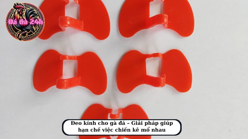 Đeo kính cho gà đá – Giải pháp giúp hạn chế việc chiến kê mổ nhau